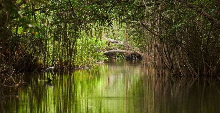 Sundarban Mangrove forest