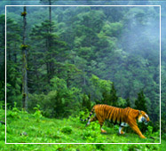 royal bengal tiger at buxa tiger reserve