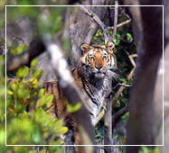 royal bengal tiger sundarban national park
